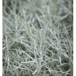 Italinis šlamutis - Helichrysum italicum