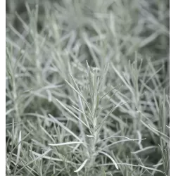 Italinis šlamutis - Helichrysum italicum
