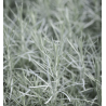 Italinis šlamutis - Helichrysum italicum