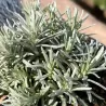 Italinis šlamutis - Helichrysum italicum