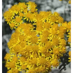 Italinis šlamutis - Helichrysum italicum