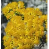 Helichrysum italicum