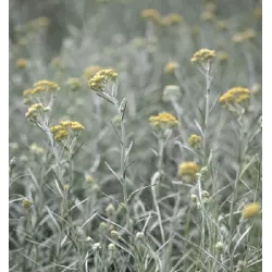 Italinis šlamutis - Helichrysum italicum