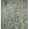 Helichrysum italicum