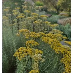 Helichrysum italicum