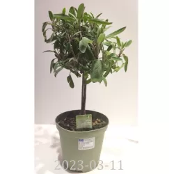 Vaistinis šalavijas - Salvia officinalis