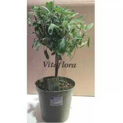 Vaistinis šalavijas - Salvia officinalis