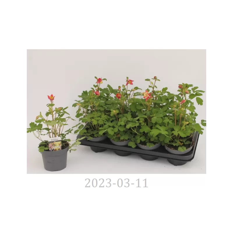 Daugiametės gėlės internetu