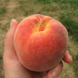 Persikai ir nektarinai internetu su pristatymu į namus