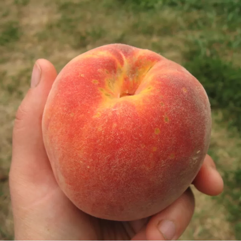 Prunus persica REDHAVEN