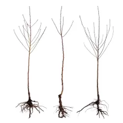 Prunus persica CANDOR