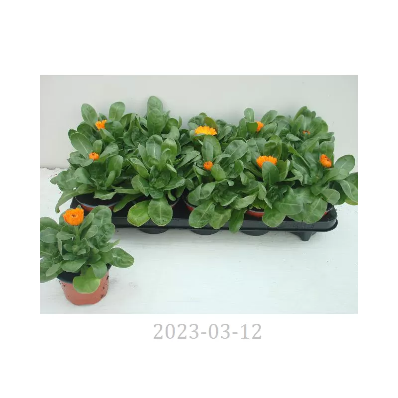 Calendula officinalis