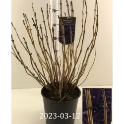 Savaitgalio pasiūlymas: darželinė hortenzija XXL P29C10