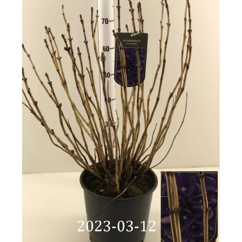 Savaitgalio pasiūlymas: darželinė hortenzija XXL P29C10