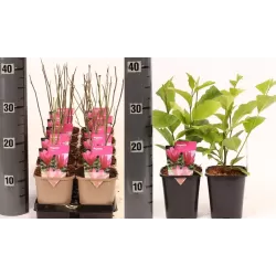 Magnolija - Magnolia liliiflora x stellata SUSAN