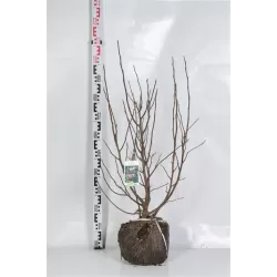 Magnolija - Magnolia liliiflora x stellata SUSAN