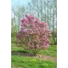 Magnolija - Magnolia liliiflora x stellata SUSAN