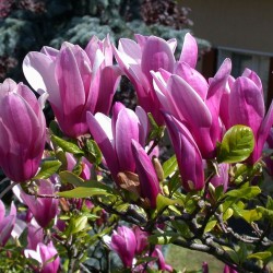 Magnolia liliiflora x stellata SUSAN