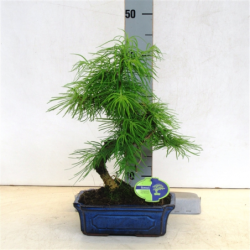 Pseudolarix amabilis bonsai