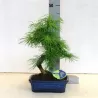 Bonsai - Pseudolarix amabilis S style 20Ø 50cm