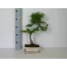 Bonsai - Pseudolarix amabilis S style 20Ø 50cm