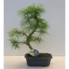 Bonsai - Pseudolarix amabilis S style 20Ø 50cm