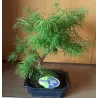 Bonsai - Pseudolarix amabilis S style 20Ø 50cm