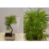 Bonsai - Pseudolarix amabilis S style 20Ø 50cm