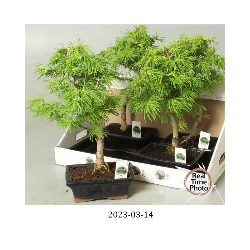 Bonsai - Pseudolarix amabilis S style 20Ø 50cm