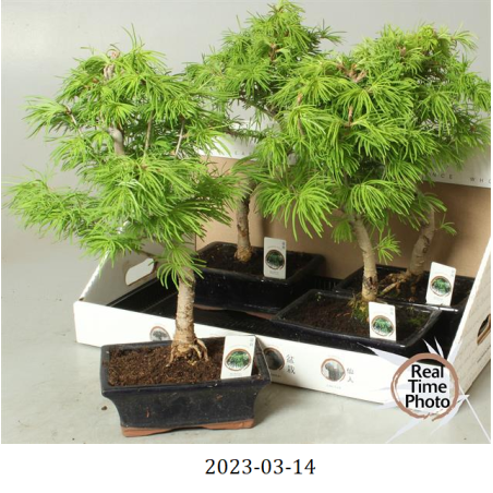 Pseudolarix amabilis bonsai