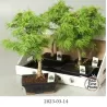 Bonsai - Pseudolarix amabilis S style 20Ø 50cm