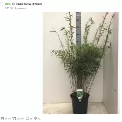 Skėtinis bambukaitis - Fargesia murieliae Rufa