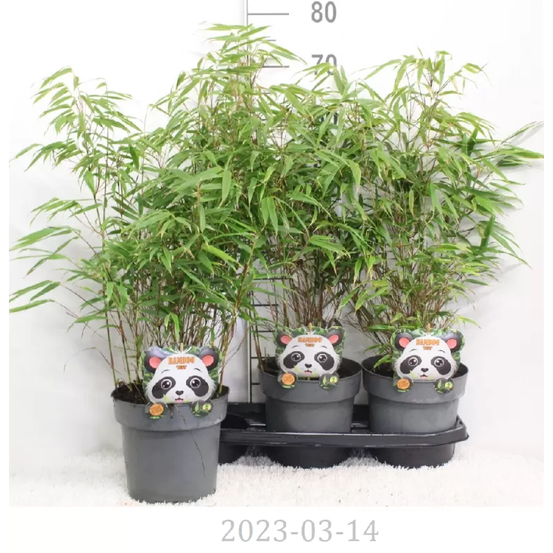 Skėtinis bambukaitis - Fargesia murieliae Rufa