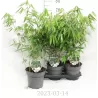 Fargesia robusta PINGWU