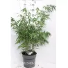 Fargesia robusta PINGWU