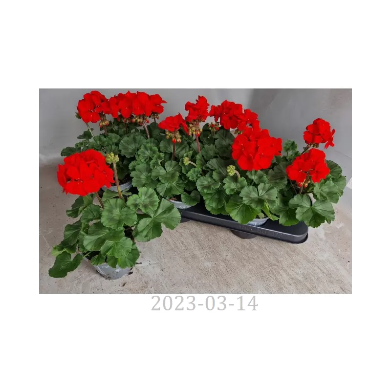 Pelargonium zonale Pelfi Tango Dark Red