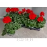 Juostuotoji pelargonija - Pelargonium zonale Pelfi Tango Dark Red