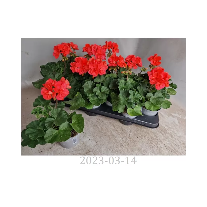 Pelargonium zonale Toscana Sil Lisa