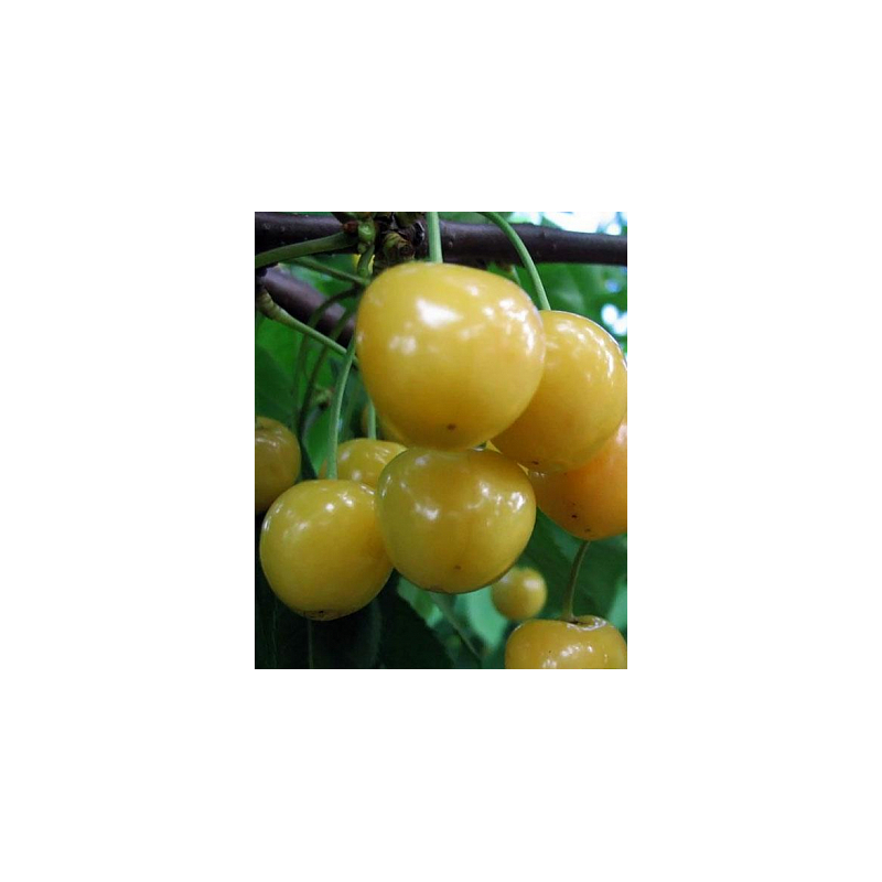 Sweet cherry - Prunus avium UKRAINIAN YELLOW