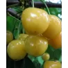 Sweet cherry - Prunus avium UKRAINIAN YELLOW