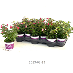 Fuchsija - Fuchsia BELLA FUCHSIA MIX
