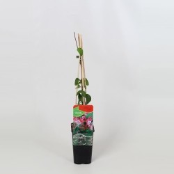Japonininis sausmedis - Lonicera japonica RED WORLD