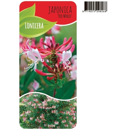 Lonicera japonica LO RED WORLD