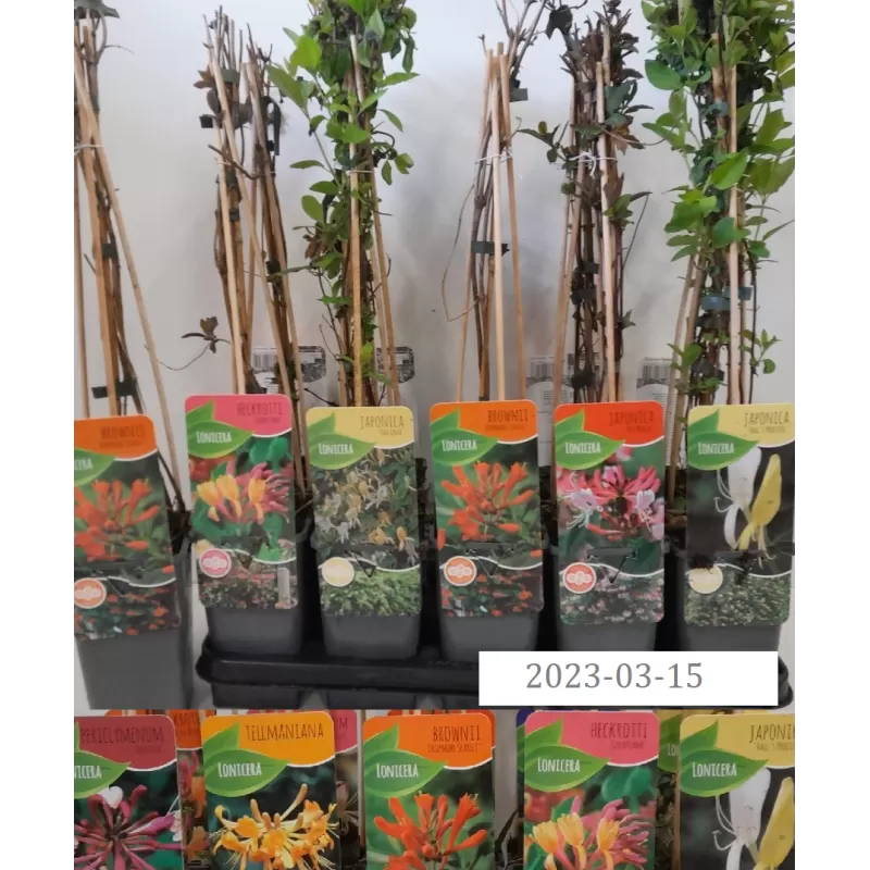 Lonicera japonica HALL'S PROLIFIC