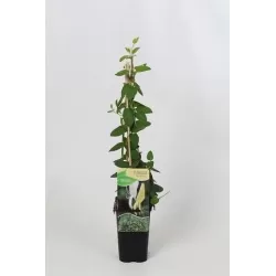 Lonicera japonica HALL'S PROLIFIC