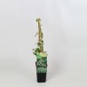 Japonininis sausmedis - Lonicera japonica HALLIANA
