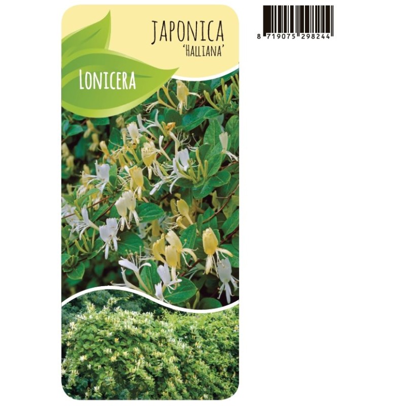 Japonininis sausmedis - Lonicera japonica HALLIANA
