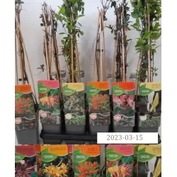 Lonicera heckrotii GOLDFLAME