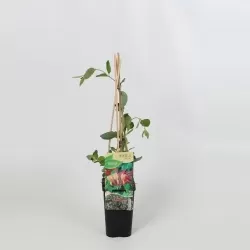 Sausmedis - Lonicera heckrotii GOLDFLAME