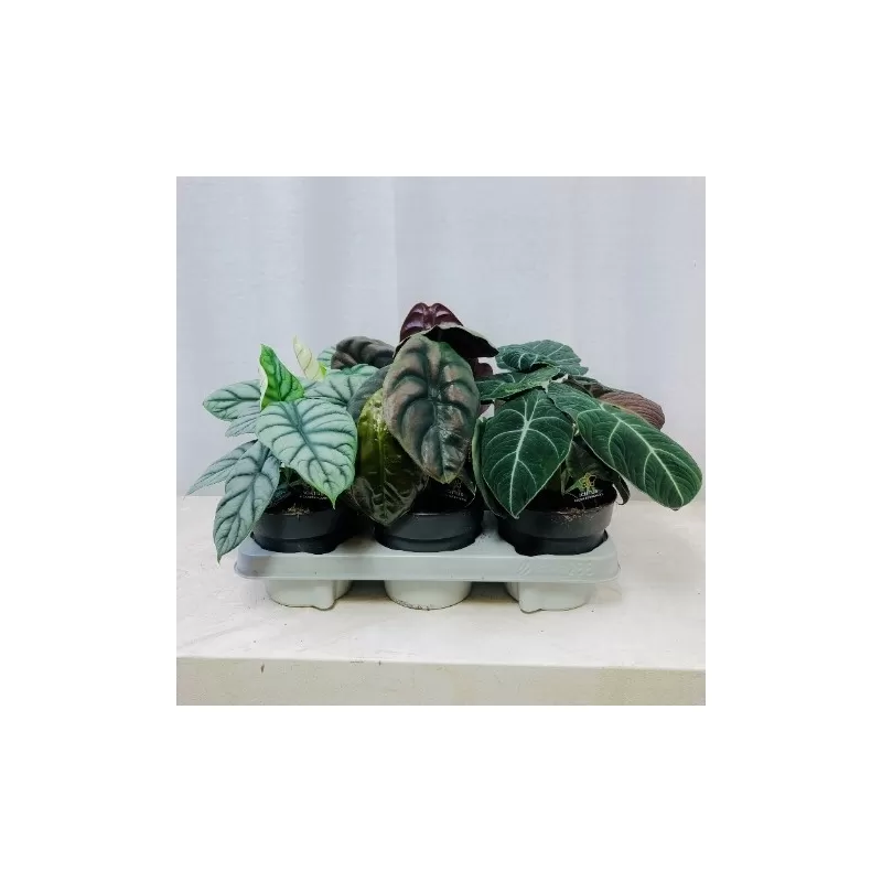 Alocasia LUXE BEGINDA mix 14Ø 30cm 1pp Ichtus Plants